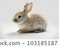 Front view of cute baby rabbits on white background , Little cute rabbits sitting with Lovely action on white, Generative Ai	 103185187