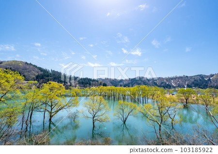 山形縣飯豐町白川湖的水下森林 103185922