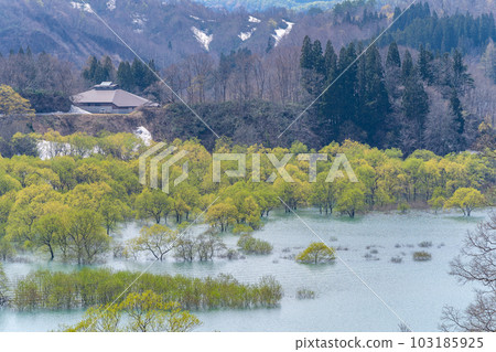 The submerged forest of Lake Shirakawa, Iide Town, Yamagata Prefecture The submerged forest of Lake Shirakawa, Iide Town, Yamagata Prefecture 103185925
