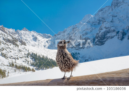 spotted nutcracker in winter sits against the backdrop of the frozen sea of the Oka 103186036