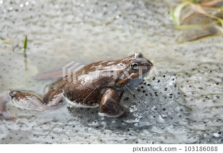 frog sitting in the water against the background of caviar. 103186088