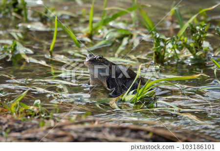frog sitting on the grass in the river frog sitting on the grass in the river 103186101