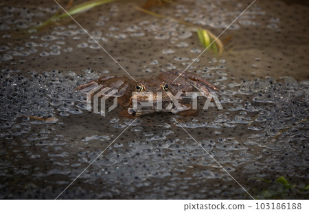 frog sitting in the water against the background of caviar. 103186188