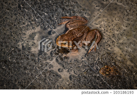 frog sitting in the water against the background of caviar. 103186193