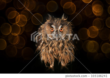 owl standing in the water at night in the swamp owl standing in the water at night in the swamp 103186241