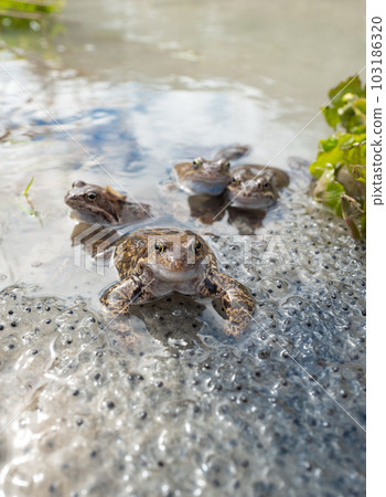 two frogs sitting in the water against the background of caviar two frogs sitting in the water against the background of caviar 103186320