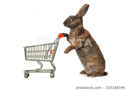 rabbit stands with supermarket basket 103186346