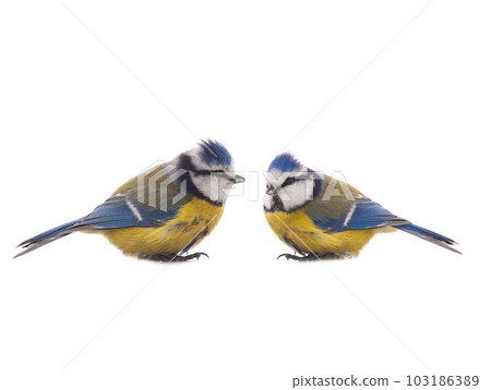 Eurasian Blue Tit 103186389