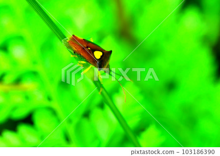 yellow-hearted stink bug yellow-hearted stink bug 103186390