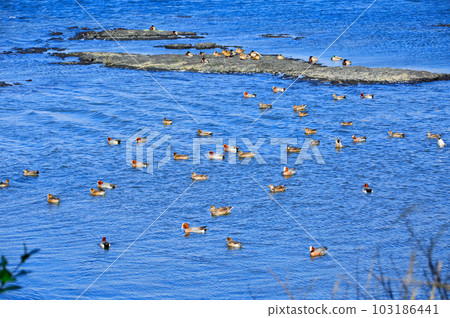 This is a picture of migratory birds spending the winter in the migratory bird habitat. This is a picture of migratory birds spending the winter in the migratory bird habitat. 103186441
