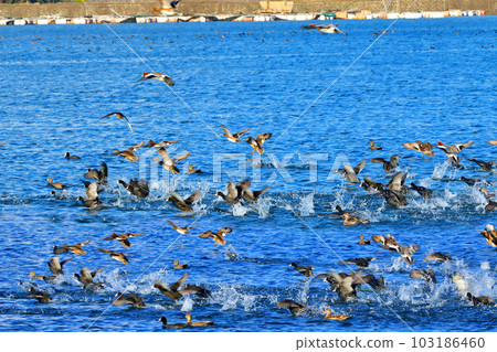 This is a picture of migratory birds spending the winter in the migratory bird habitat. This is a picture of migratory birds spending the winter in the migratory bird habitat. 103186460