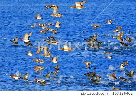 This is a picture of migratory birds spending the winter in the migratory bird habitat. This is a picture of migratory birds spending the winter in the migratory bird habitat. 103186462