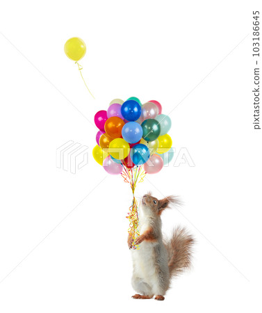 squirrel holding balloons isolated on white background 103186645