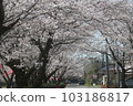 Cherry Blossom Festival  103186817
