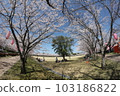 Cherry Blossom Festival  103186822