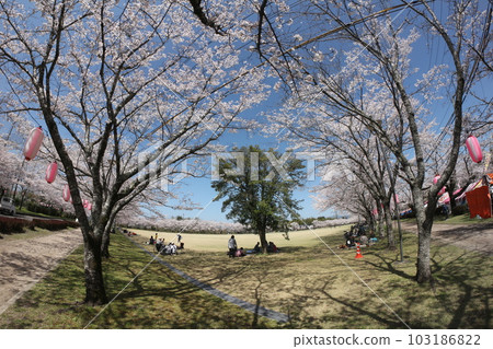 Cherry Blossom Festival  103186822