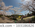 Cherry Blossom Festival  103186826