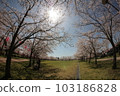 Cherry Blossom Festival  103186828