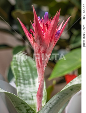 Pink Aechmea flower on green leaves background Pink Aechmea flower on green leaves background 103186836