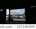 Cherry Blossom Festival  103186880