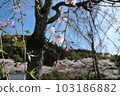 Cherry Blossom Festival  103186882