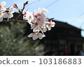 Cherry Blossom Festival  103186883