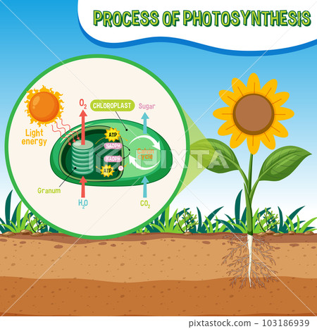 Diagram of Photosynthesis for biology and life science education 103186939