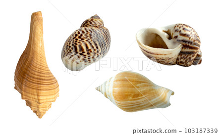 Seashell collection 103187339