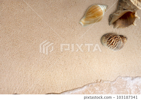 Seashells with ocean water waves 103187341