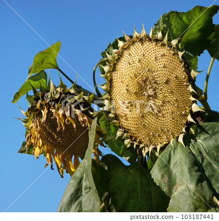Sunflower pecked by birds against the sky Sunflower pecked by birds against the sky 103187441