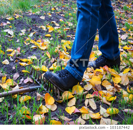 Male foot steps on a lying rake 103187442