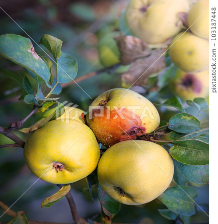 Rotten and healthy apples on a branch 103187448