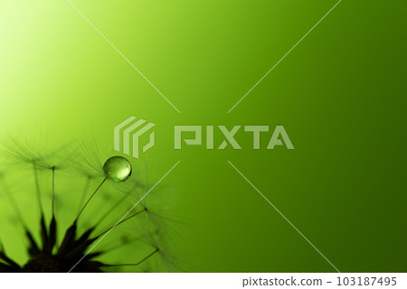 Water droplets on dandelion fluff 103187495