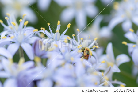 白花和瓢蟲 白花和瓢蟲 103187501