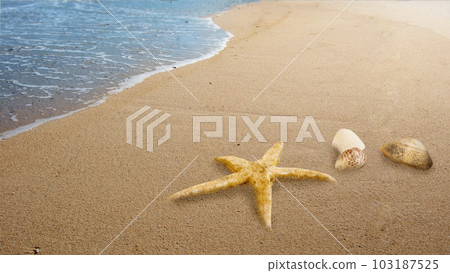 Close-up view of shells on the sandy beach 103187525