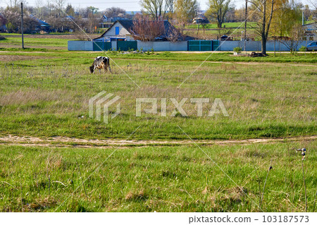 Rural landscape with a pasture, a village and a cow 103187573