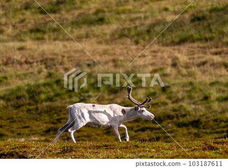 Reindeer in Northern Norway Reindeer in Northern Norway 103187611