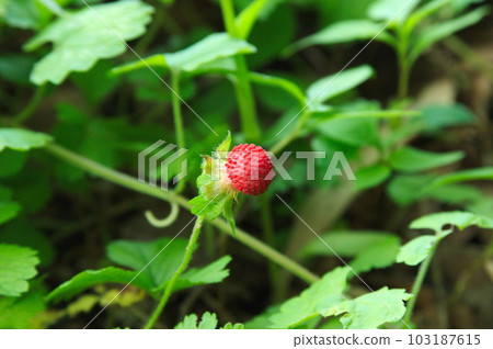 small red snakeberry fruit small red snakeberry fruit 103187615