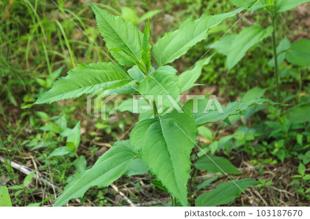 厚葉菊芋 103187670