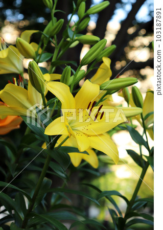 Flowers and buds of a yellow lily Flowers and buds of a yellow lily 103187891