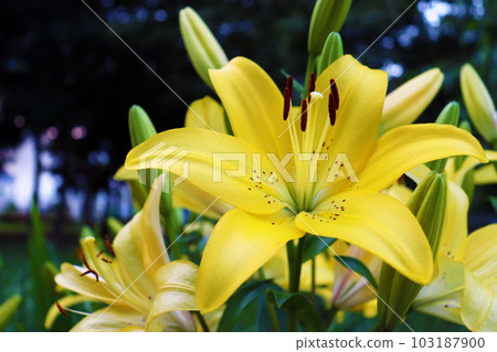 Flowers and buds of a yellow lily Flowers and buds of a yellow lily 103187900