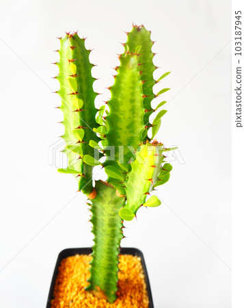 Succulent plant, Euphorbia trigona 02 Succulent plant, Euphorbia trigona 02 103187945