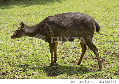 Indonesian deer inside the cage Indonesian deer inside the cage 103188111