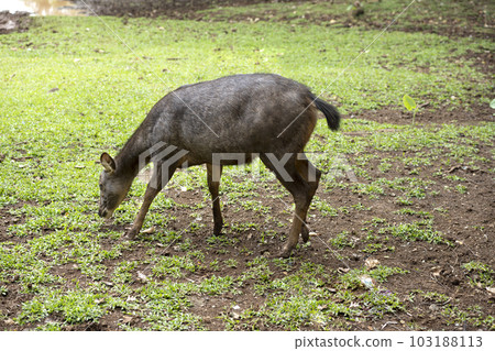 Indonesian deer inside the cage Indonesian deer inside the cage 103188113