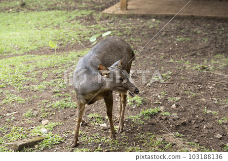 Indonesian deer inside the cage Indonesian deer inside the cage 103188136