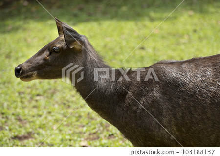 Indonesian deer inside the cage Indonesian deer inside the cage 103188137