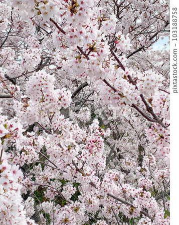 兵庫縣赤穗東岬展望台的櫻花美景 103188758