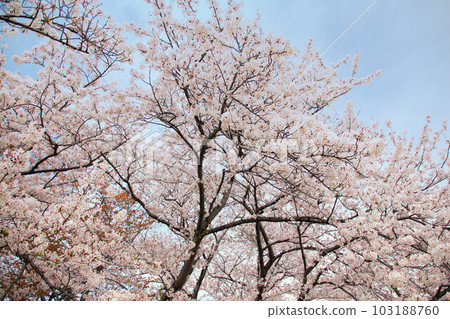 兵庫縣赤穗東岬展望台的櫻花美景 103188760