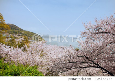 兵庫縣赤子東岬觀景台櫻花和瀨戶內海的風景 兵庫縣赤子東岬觀景台櫻花和瀨戶內海的風景 103188772