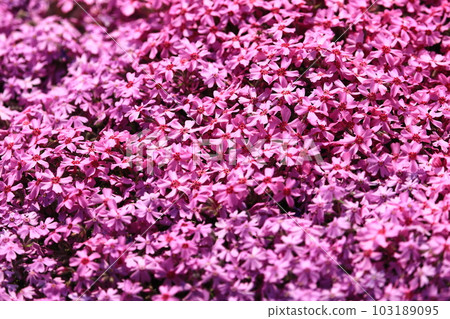 北海道 Moss 福祿考 Moss 福祿考盛開的芝櫻壁紙 103189095